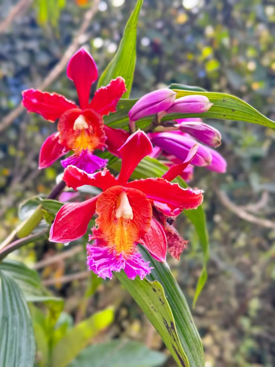 Orchid on Inca Trail
