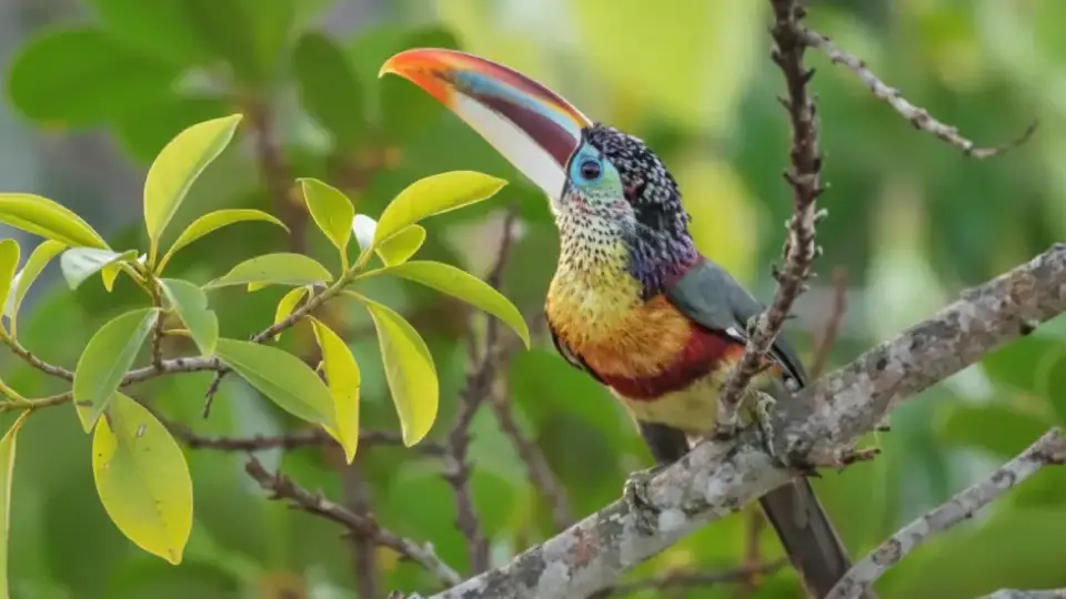 Curl-Crested Aracari