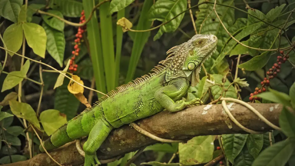 Green Iguana
