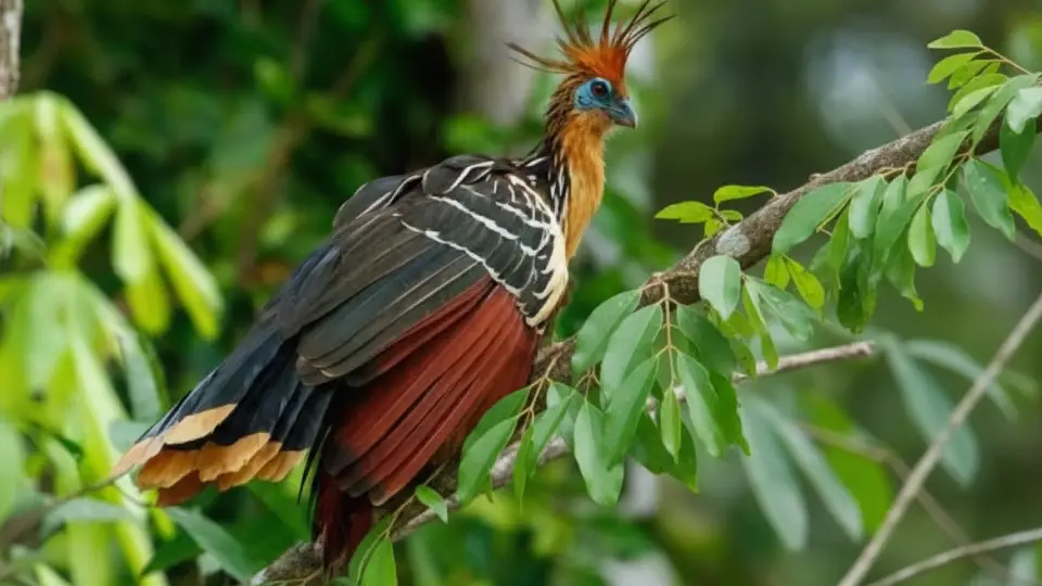 Hoatzin or Shansho (Opisthocomus hoazin)