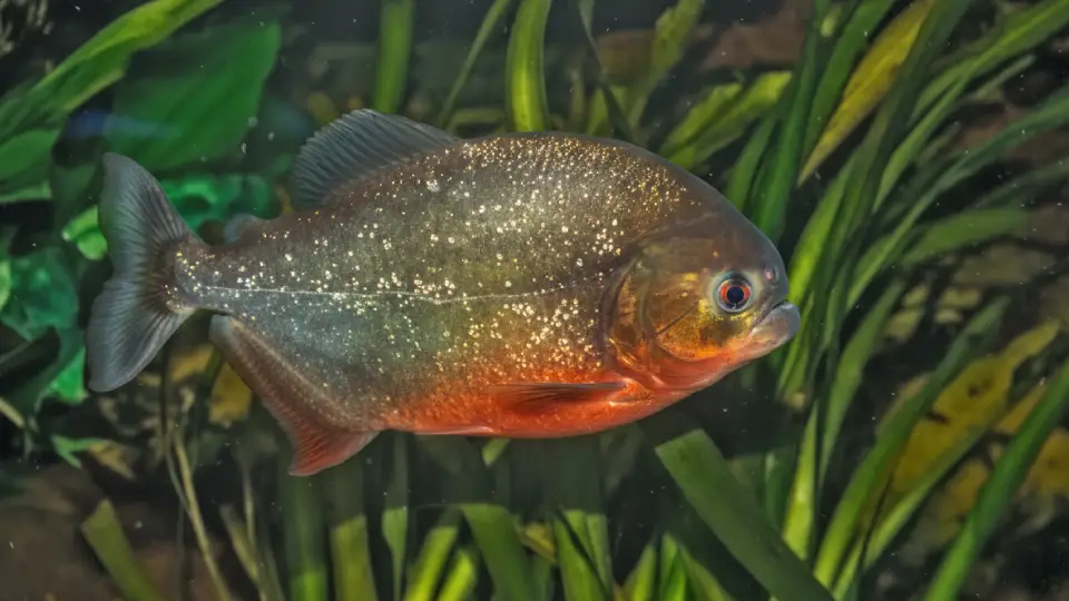 Piranha peruvian