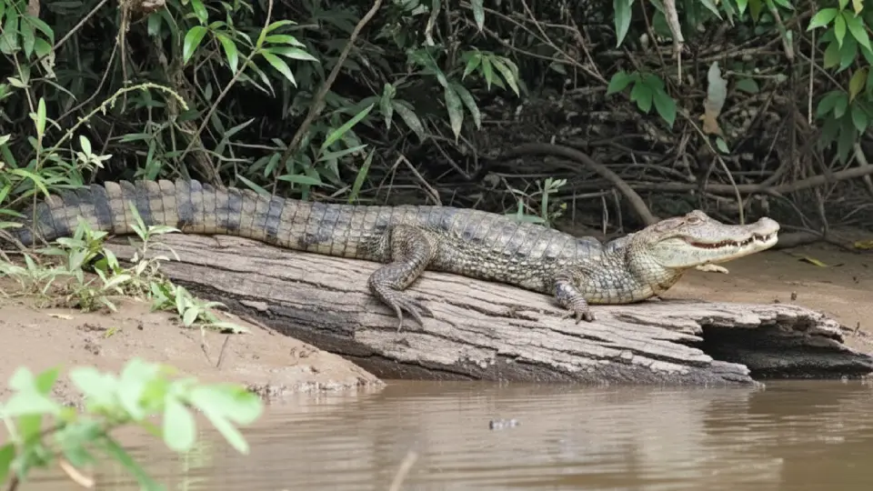 Spectacled Caiman White Caiman