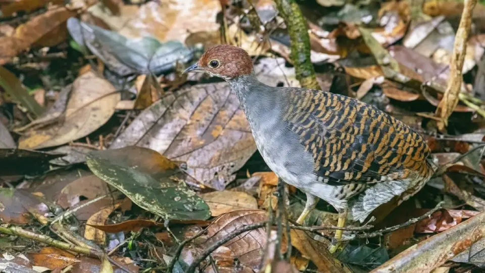Striated Tinamou (Crypturellus casiquiare)