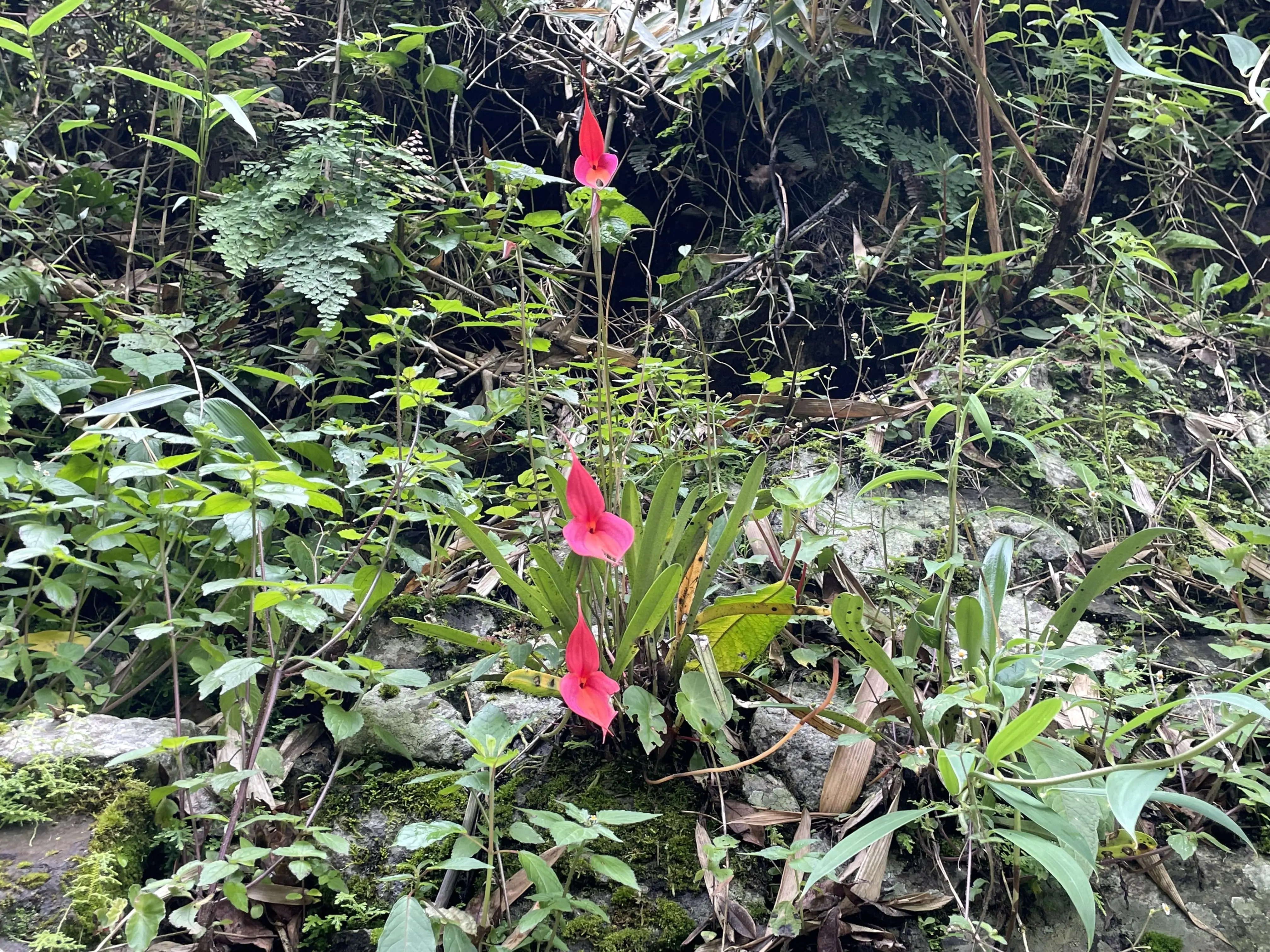 Wakanki Orchid - Short Inca Trail | Champions Peru Travel