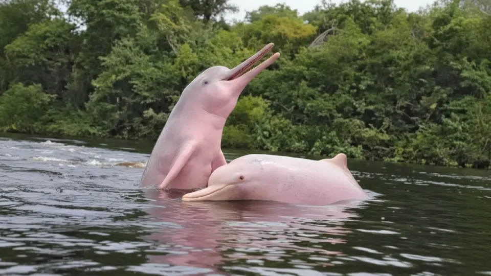 pink dolphin: animals of the Peruvian jungle