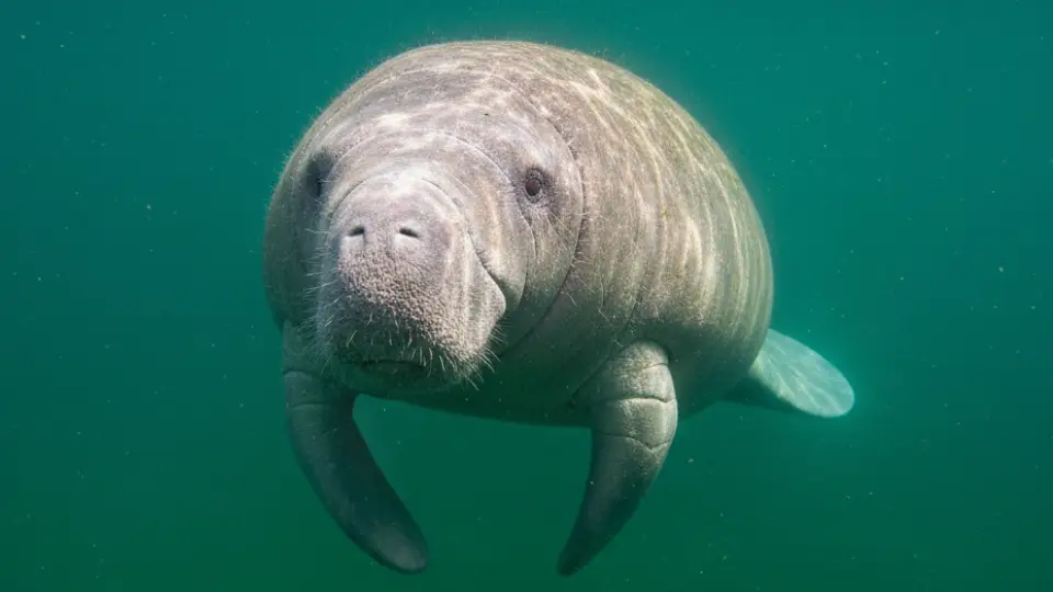 manatee, Peruvian rainforest animals