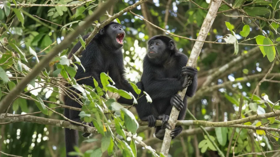 howler monkey, animals of the Peruvian jungle