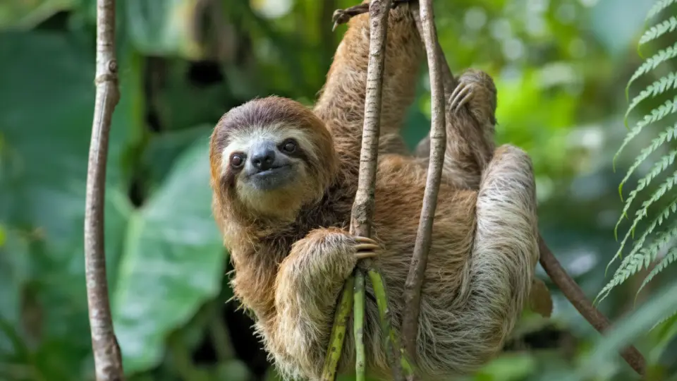 three toed sloth, animals of the Peruvian jungle