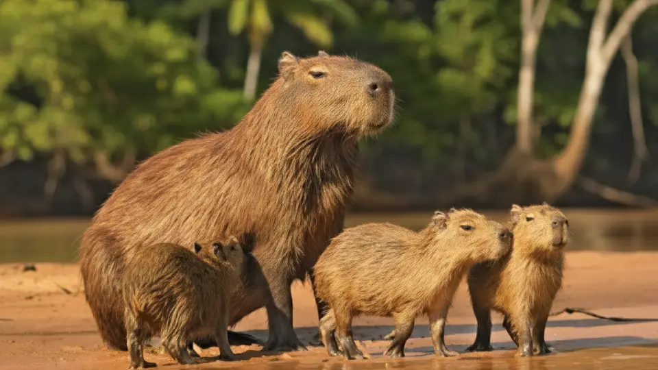 ronsoco, capybara, animals, Peruvian jungle