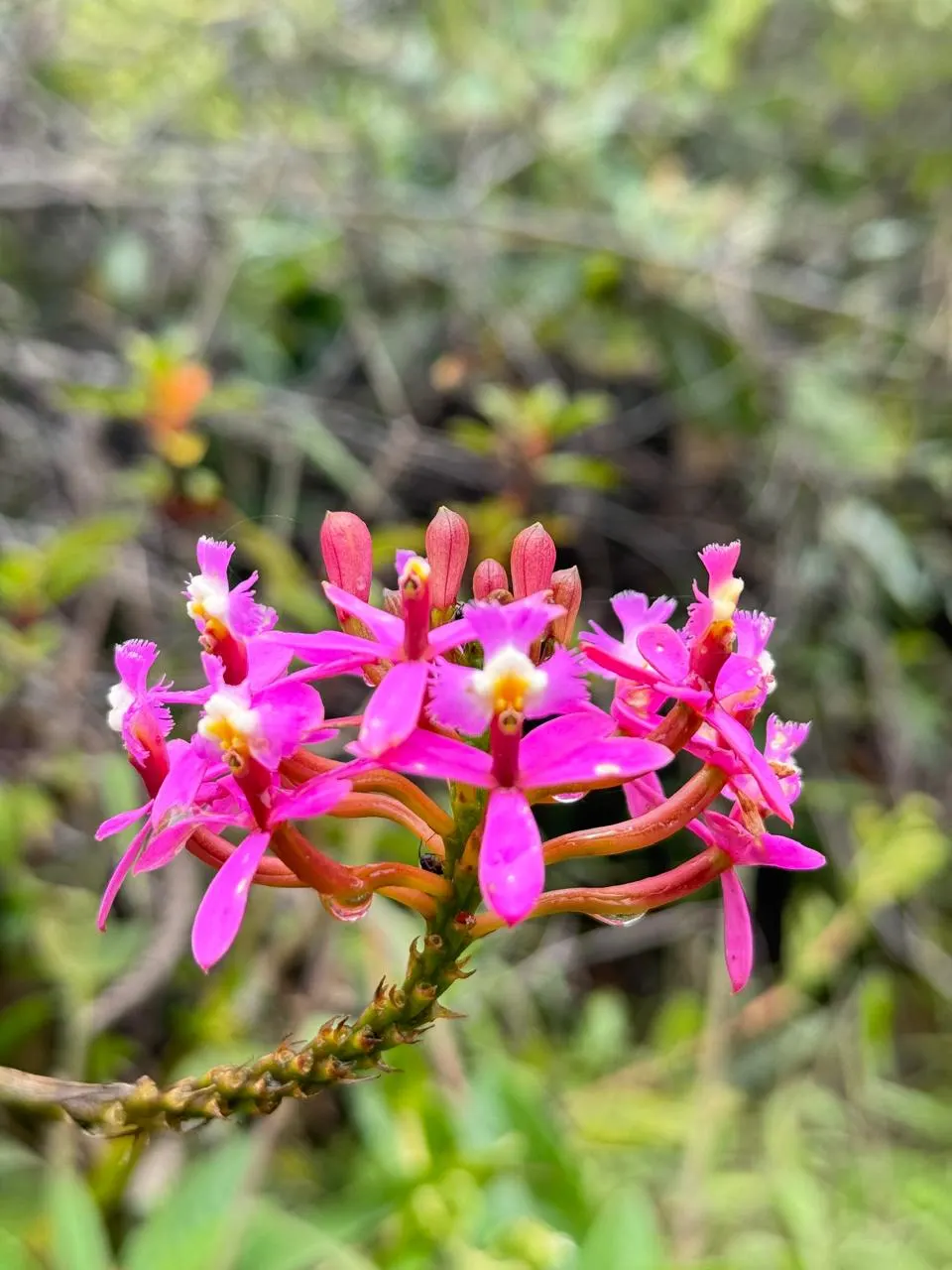 Wiñayhuayna Orchid on Classic Inca trail | Champions Peru Travel