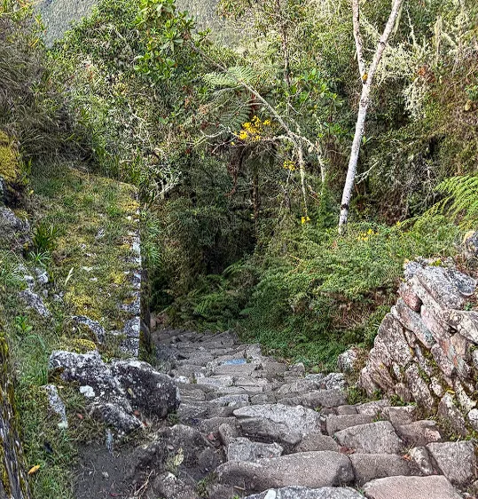 Steep and uneven ancient Inca stone steps winding through the lush cloud forest