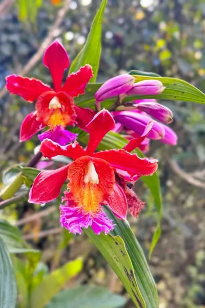 Orchid on Inca Trail