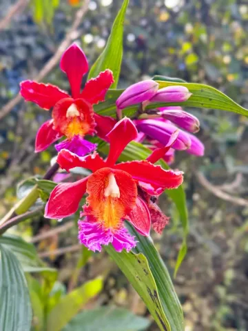 Orchid on Inca Trail