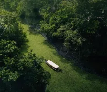 Flora de la Selva Peruana