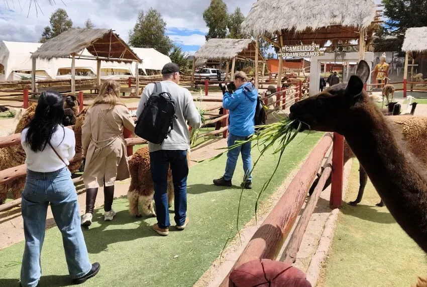 Alpaca farm in Sacred Valley tour