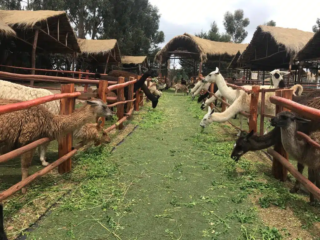 alpaca-farm-or-awanacancha