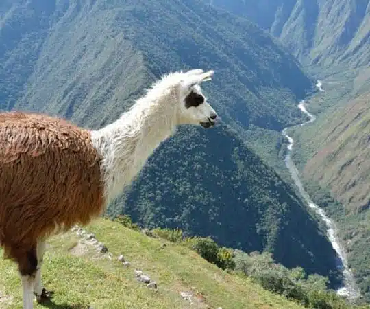 llamamapi